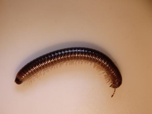 Cylindroiulus londinensis