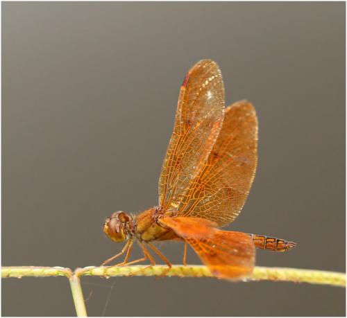 Perithemis icteroptera