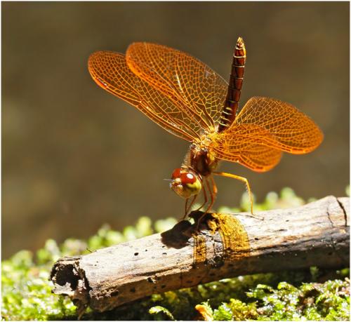 Réf. 152 417 : Perithemis mooma