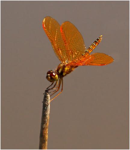 Perithemis mooma
