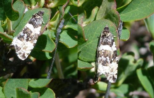 Phiaris bipunctana
