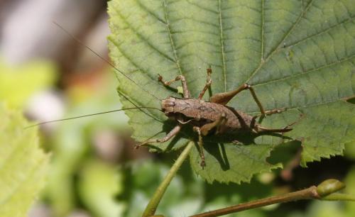 Réf. 152 532 : Pholidoptera griseoaptera