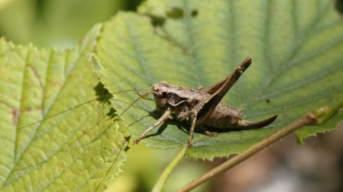 Pholidoptera griseoaptera