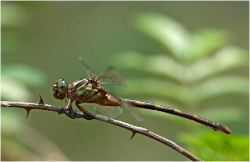 Réf. 152 636 : Phyllocycla gladiata
