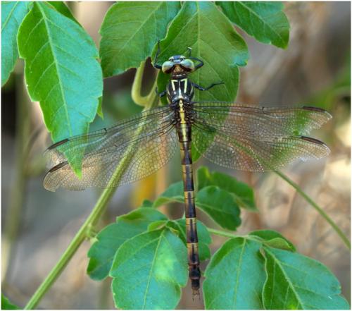 Phyllocycla gladiata