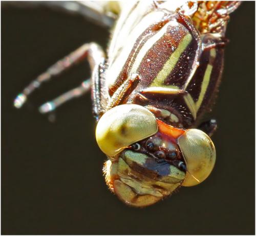 Phyllocycla gladiata