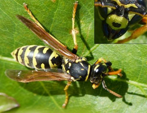 Polistes dominula