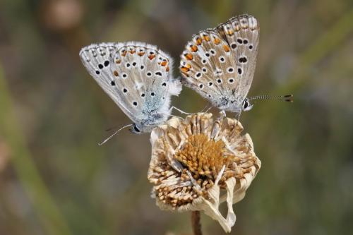 Réf. 152 523 : Polyommatus sp.