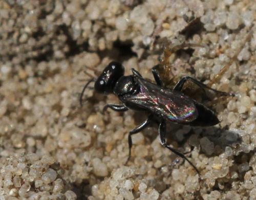 Miscophus sp.