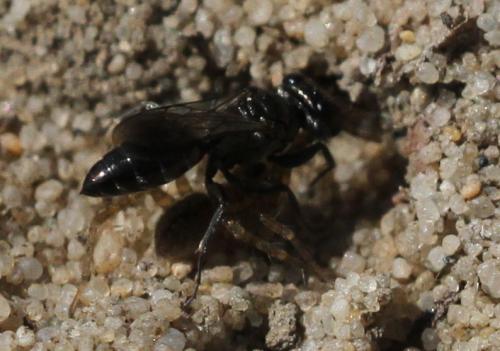 Réf. 152 480 : Miscophus sp.