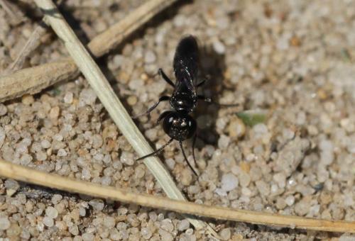 Miscophus sp.
