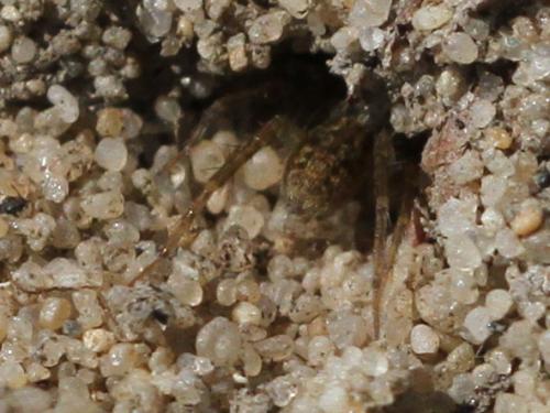 Miscophus sp.