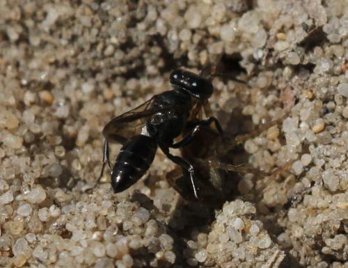 Réf. 152 479 : Miscophus sp.