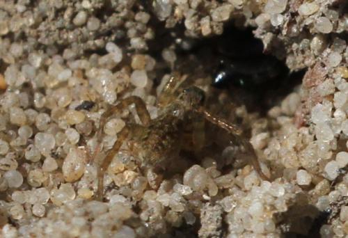 Réf. 152 481 : Miscophus sp.