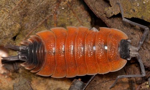 Porcellio silvestrii