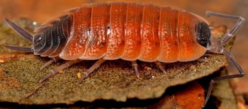 Porcellio silvestrii