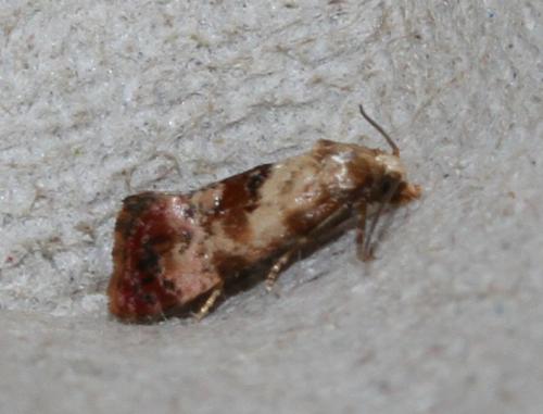 Cochylis millierana