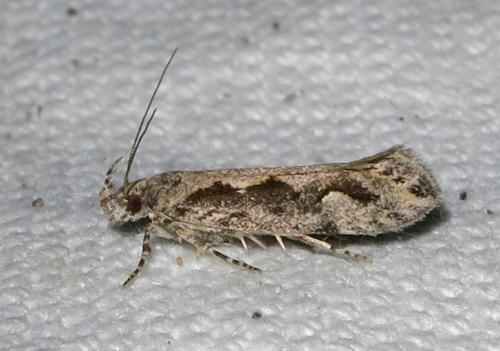 Ornativalva sp.