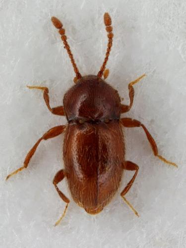 Cephennium cauchoisi