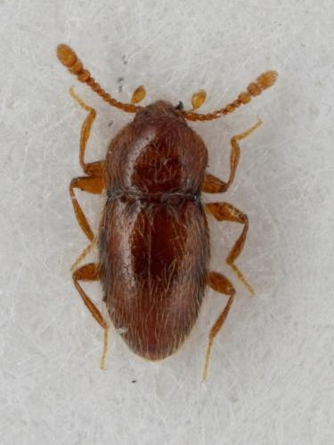 Réf. 152 683 : Cephennium argodi