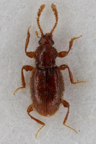 Scydmoraphes sp.