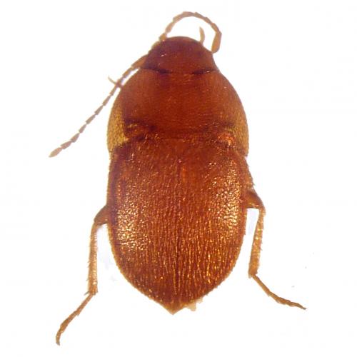 Leptinus testaceus