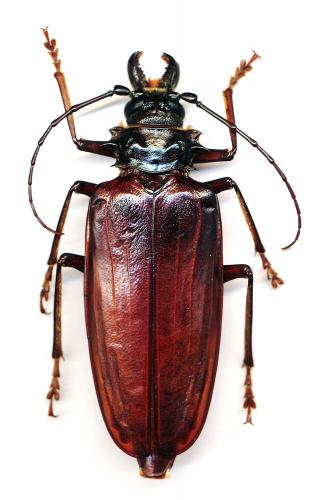Réf. 152 352 : Anthracocentrus capensis