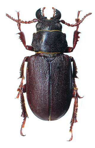 Réf. 152 391 : Cantharocnemis spondyloides