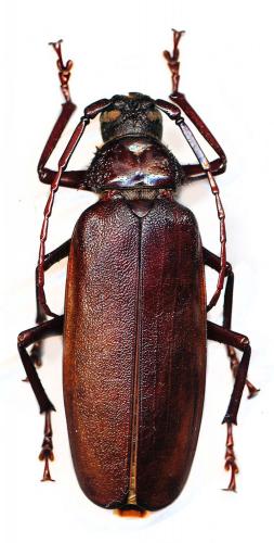Macrotoma palmata