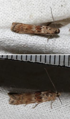 Ancylosis oblitella