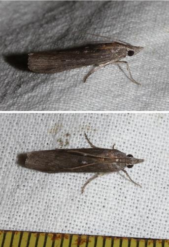 Réf. 152 030 : Epischnia sp.