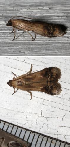 Euzophera osseatella