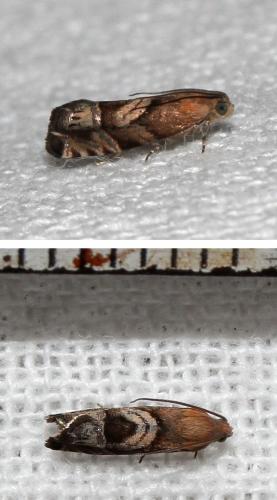 Cydia interscindana