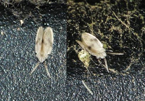 Psychoda surcoufi