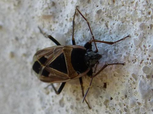 Réf. 152 330 : Xanthochilus sp.