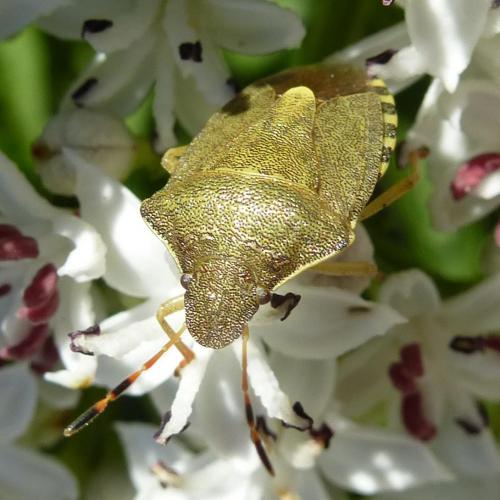Réf. 152 379 : Peribalus strictus vernalis