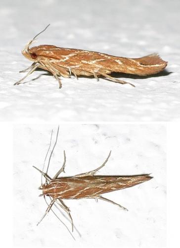 Pyroderces argyrogrammos