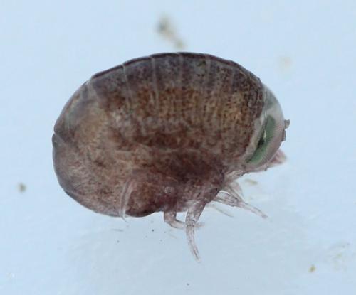 Hyperia galba