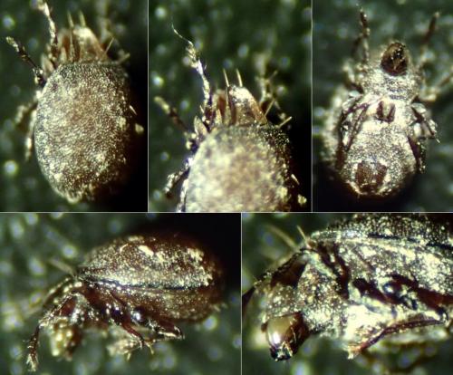 Réf. 152 863 : Xenillus tegeocranus