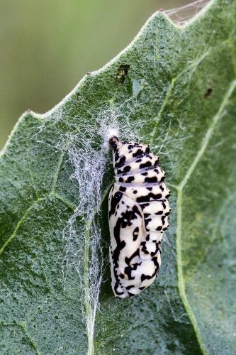Melitaea diamina