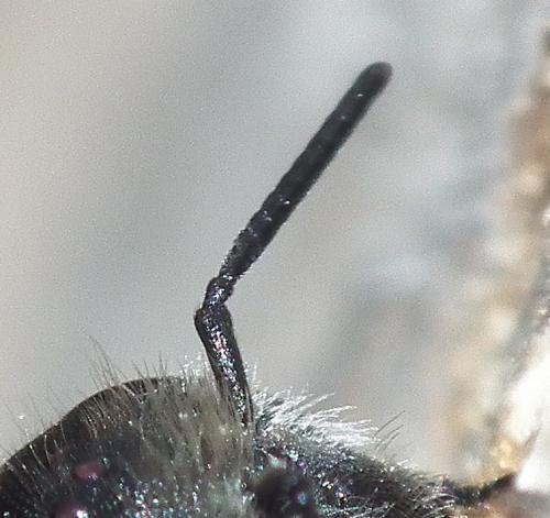 Osmia sp.