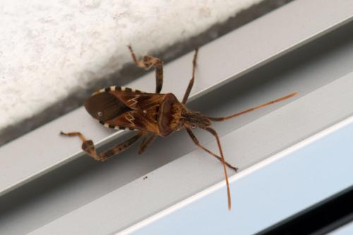 Leptoglossus occidentalis