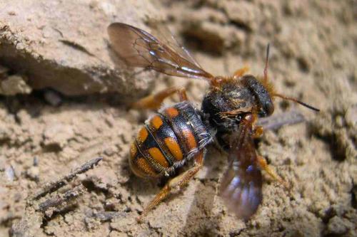 Réf. 152 101 : Rhodanthidium sp.
