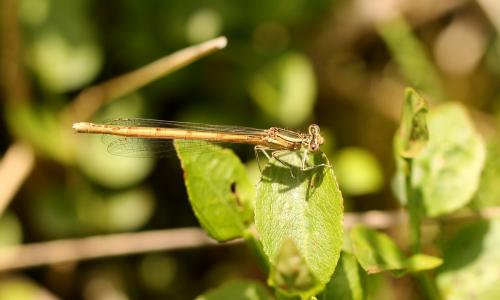 Réf. 152 510 : Platycnemis acutipennis