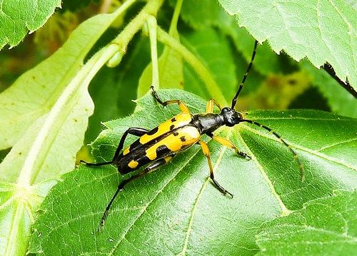 Rutpela maculata