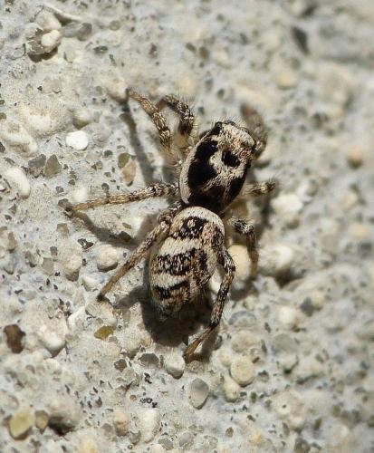 Réf. 152 459 : Salticus sp.