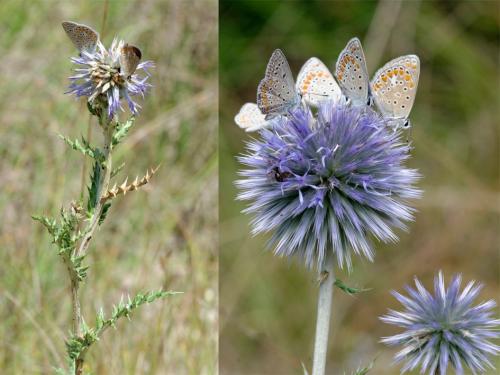 Réf. 152 939 : Polyommatus thersites