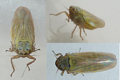 Réf. 152 866 : Macrosteles sp.