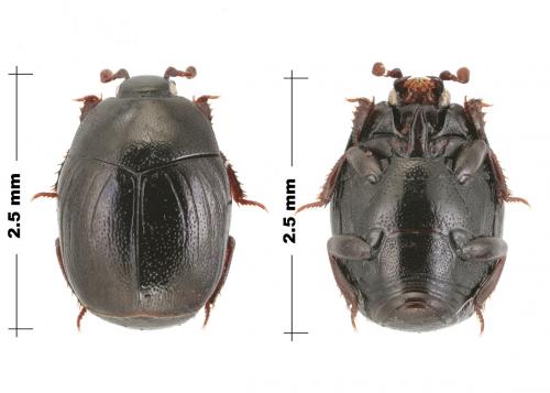 Gnathoncus buyssoni