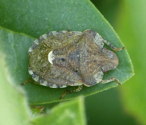 Dyroderes umbraculatus